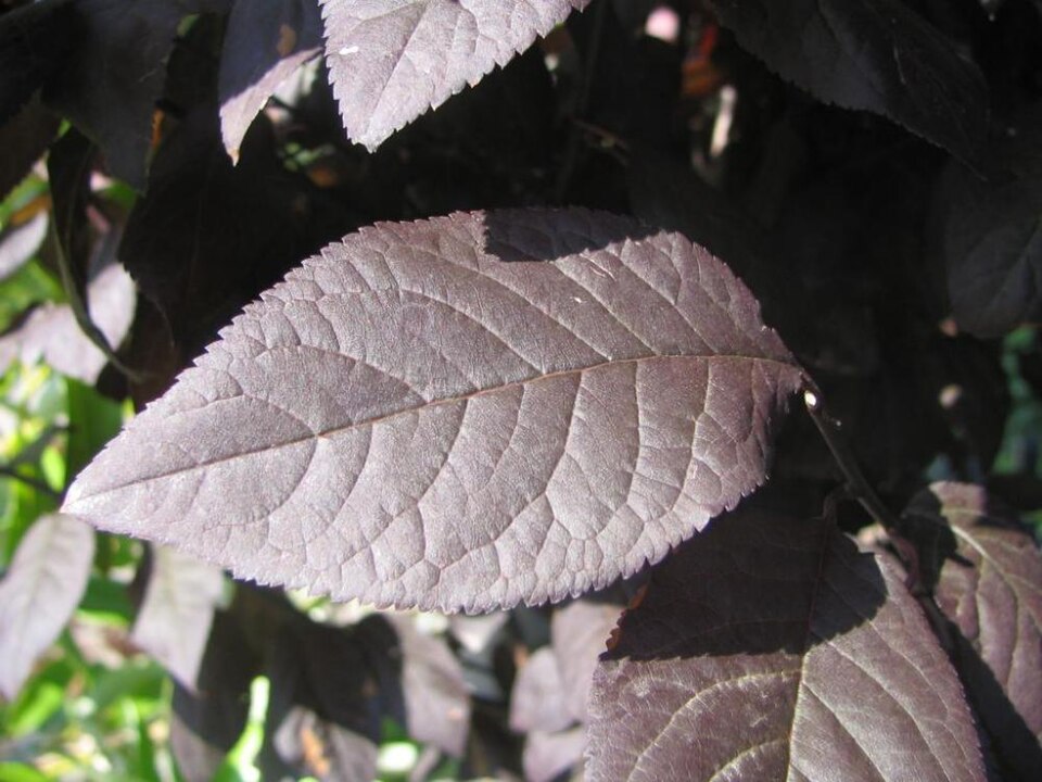 Prunus cerasifera 'Thundercloud' (Thundercloud Plum) (alternate view 2)