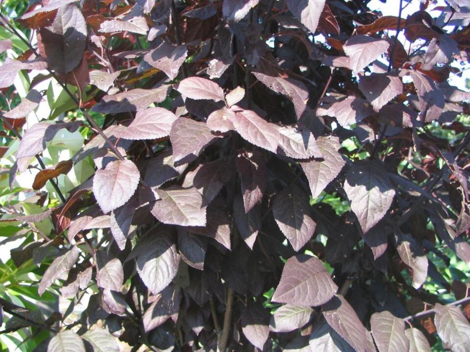 Prunus cerasifera 'Thundercloud' (Thundercloud Plum) (alternate view 3)