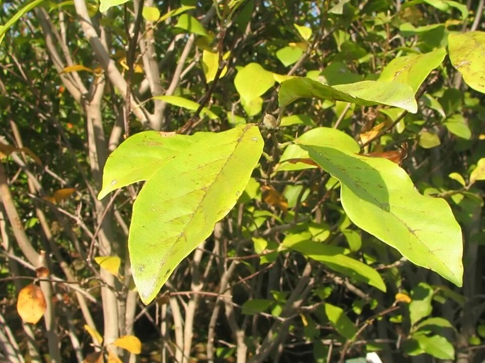 Magnolia 'Jane' (Jane Magnolia) (alternate view 2)