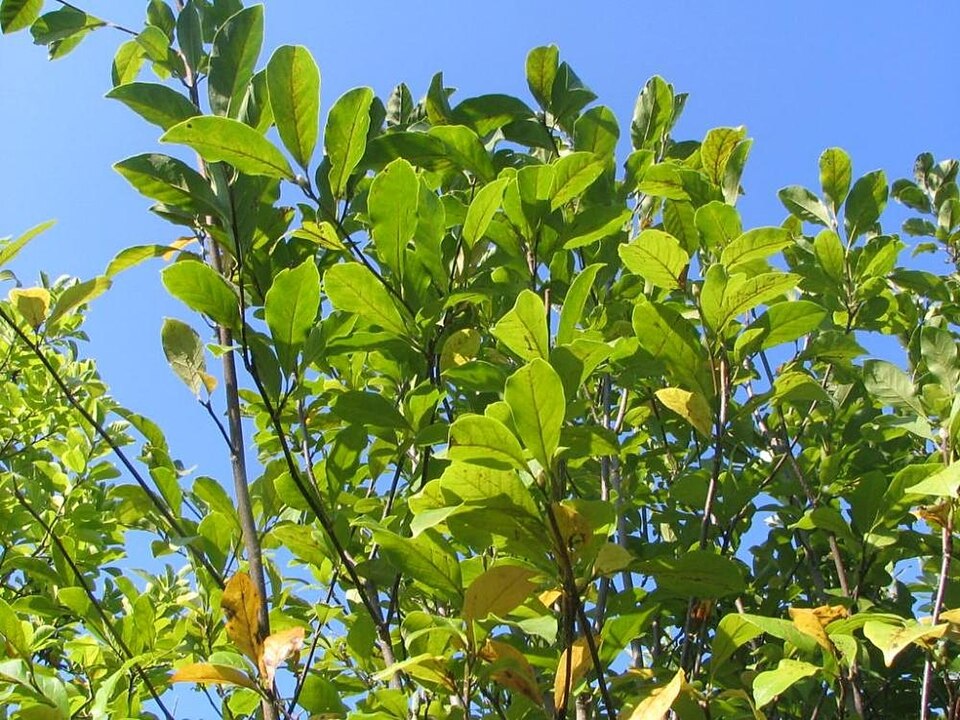 Magnolia 'Jane' (Jane Magnolia) (alternate view 3)