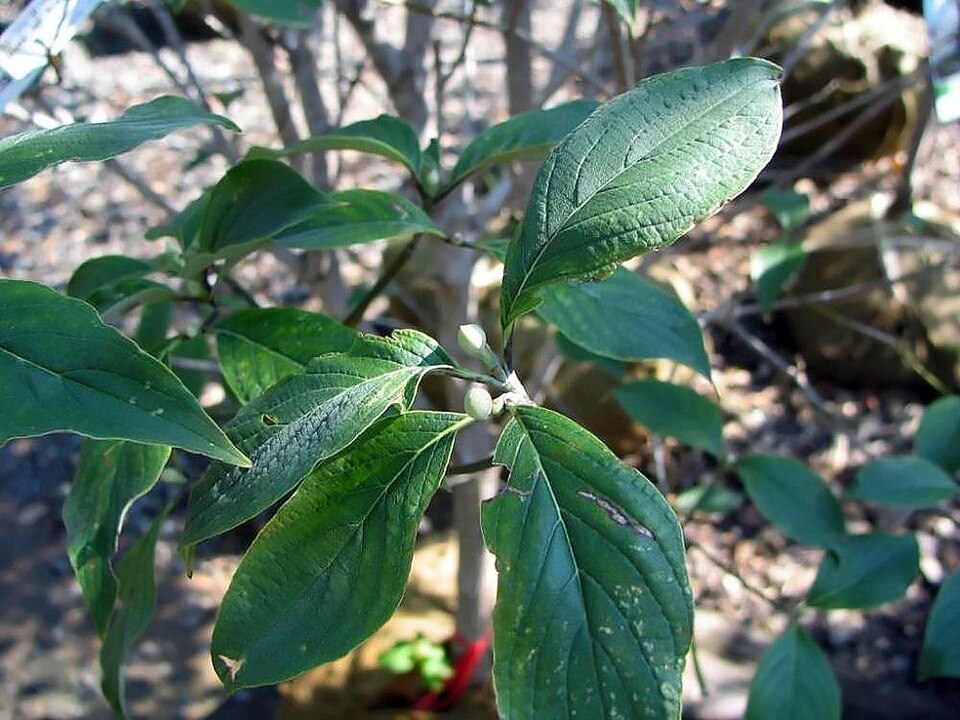Cornus florida 'Cherokee Princess' (Cherokee Princess Dogwood) (alternate view 2)