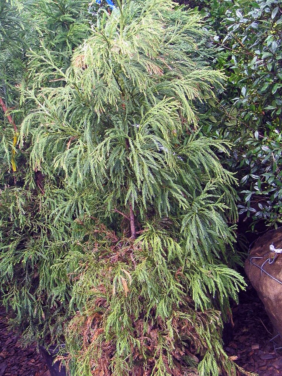Cryptomeria japonica 'Yoshino' (Yoshino Japanese Cedar)