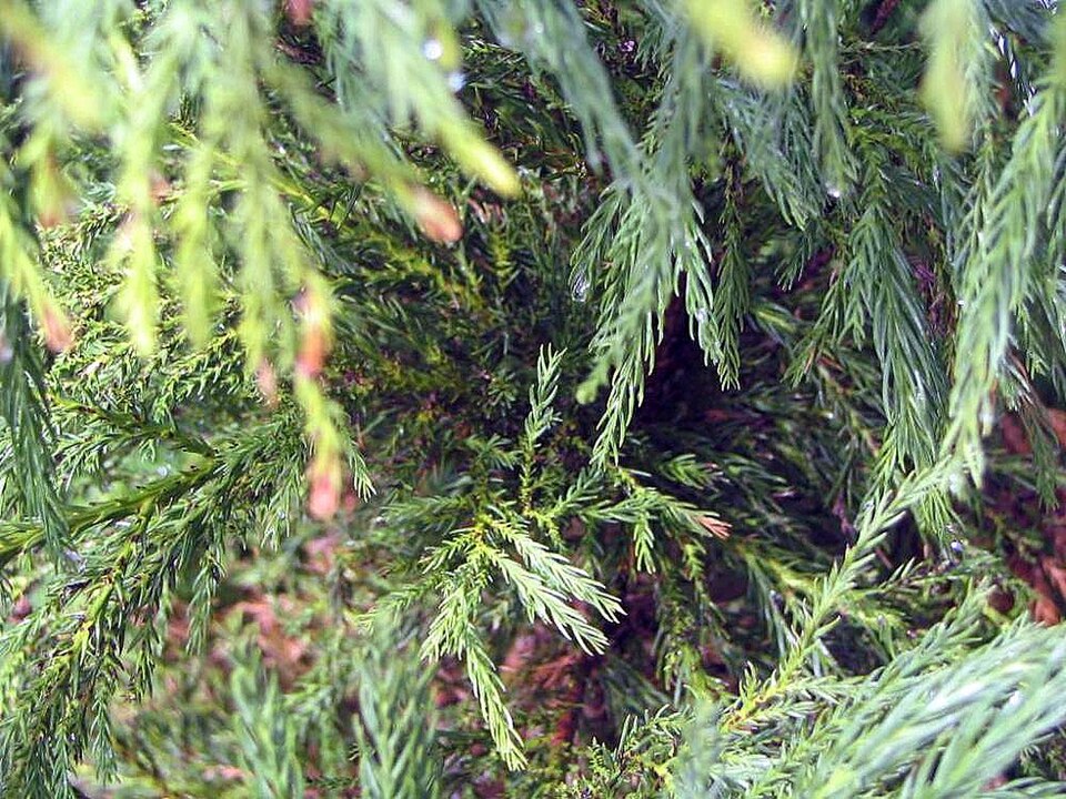 Cryptomeria japonica 'Yoshino' (Yoshino Japanese Cedar) (alternate view 2)