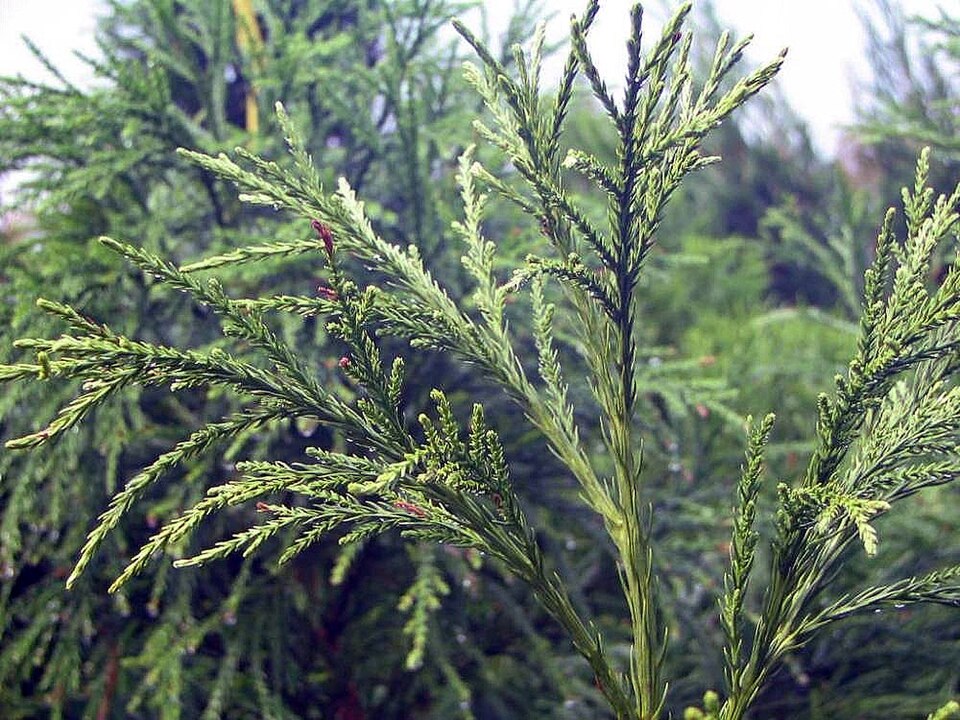 Cryptomeria japonica 'Yoshino' (Yoshino Japanese Cedar) (alternate view 3)