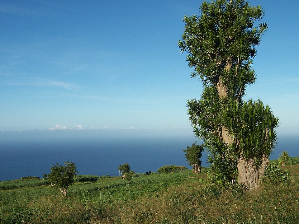 Dracaena reflexa (Song of India) (alternate view 7)