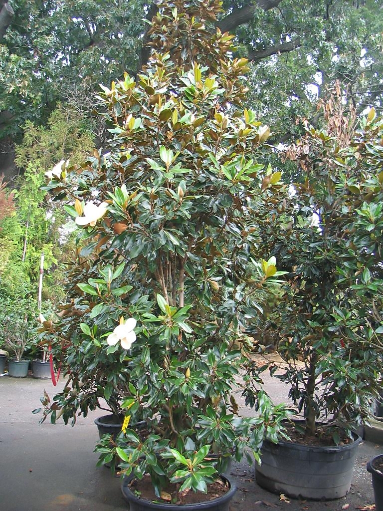 Magnolia grandiflora 'Little Gem' (Little Gem Magnolia)