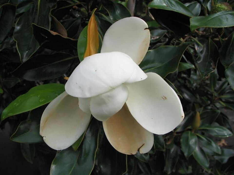 Magnolia grandiflora 'Little Gem' (Little Gem Magnolia) (alternate view 2)