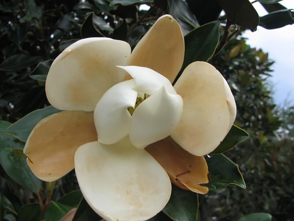 Magnolia grandiflora 'Little Gem' (Little Gem Magnolia) (alternate view 3)