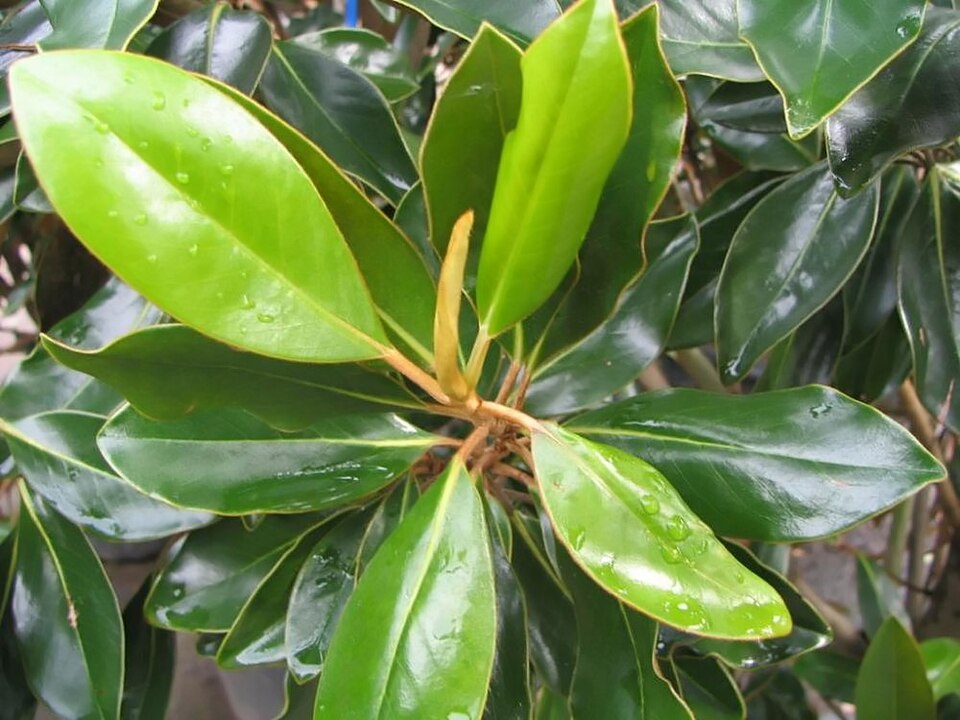 Magnolia grandiflora 'Little Gem' (Little Gem Magnolia) (alternate view 4)