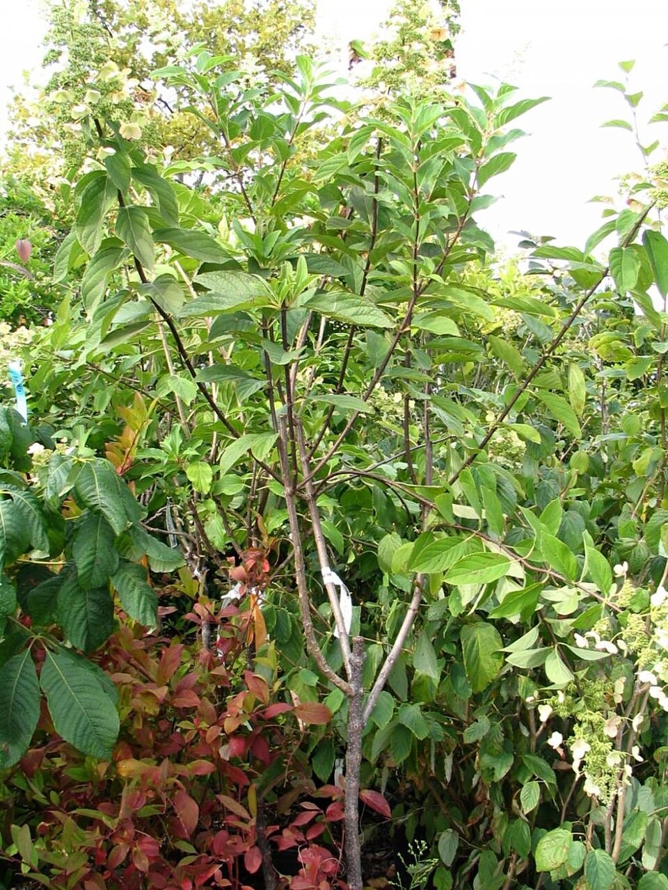 Hydrangea paniculata 'Tardiva' (Tardiva Hydrangea)