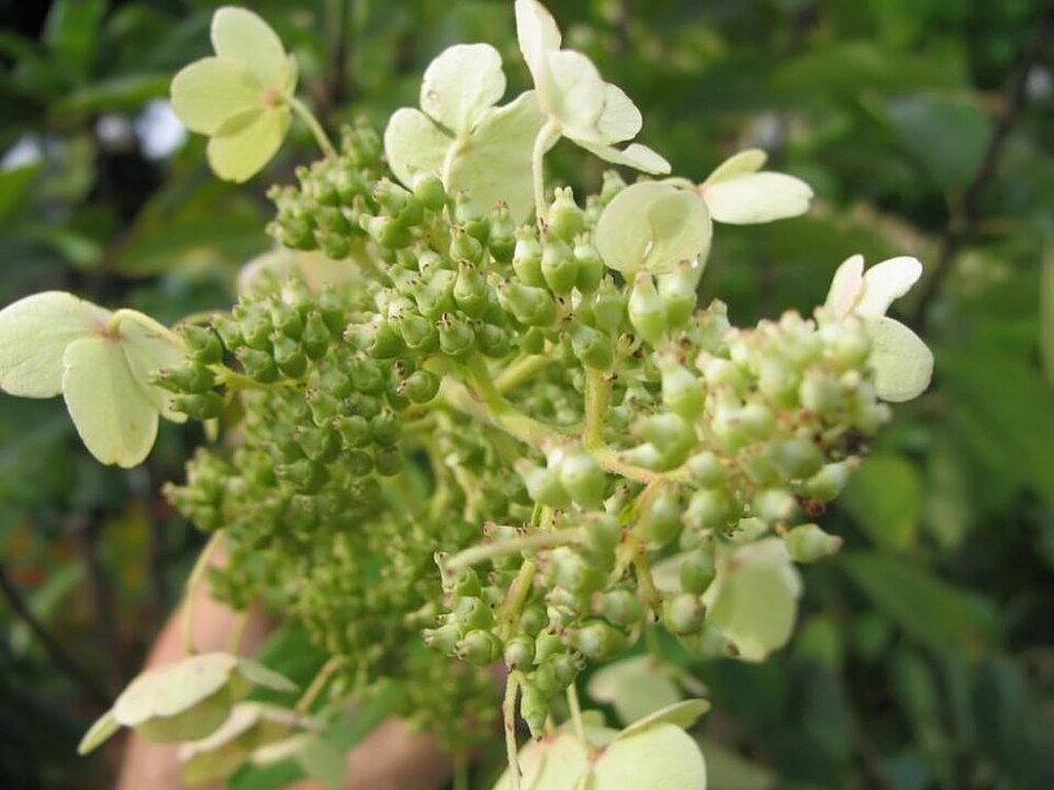 Hydrangea paniculata 'Tardiva' (Tardiva Hydrangea) (alternate view 2)