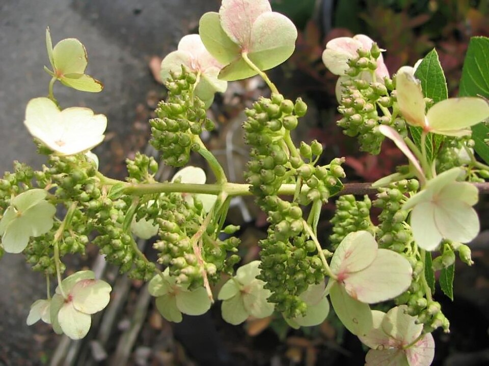 Hydrangea paniculata 'Tardiva' (Tardiva Hydrangea) (alternate view 3)
