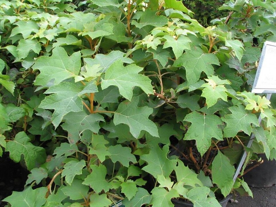 Hydrangea quercifolia 'Pee Wee' (Pee Wee Oakleaf Hydrangea)