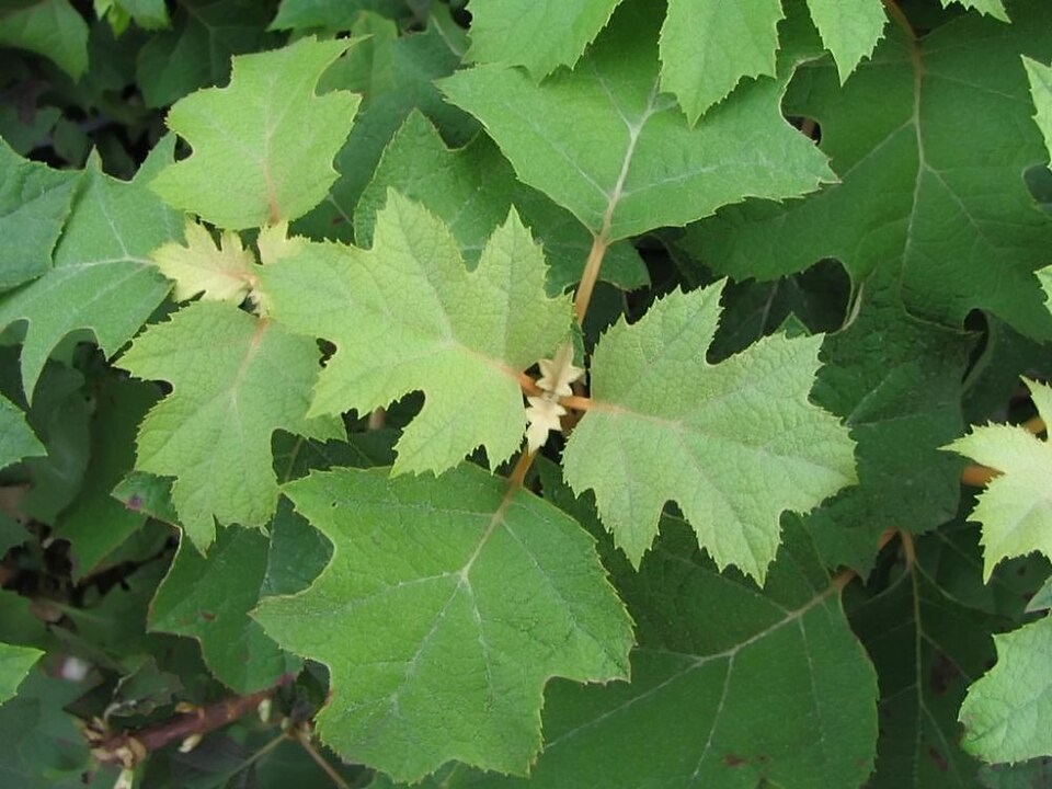 Hydrangea quercifolia 'Pee Wee' (Pee Wee Oakleaf Hydrangea) (alternate view 2)