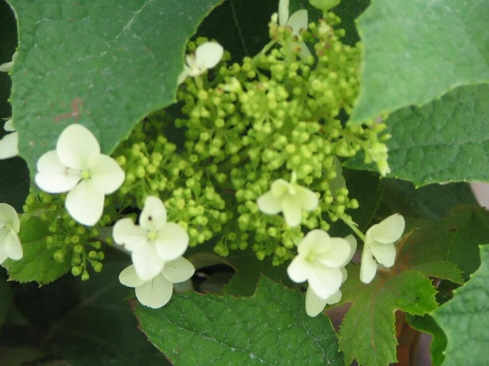 Hydrangea quercifolia 'Pee Wee' (Pee Wee Oakleaf Hydrangea) (alternate view 3)