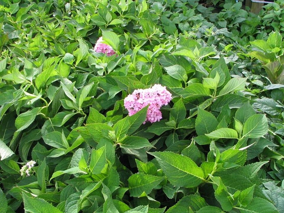 Hydrangea macrophylla 'Nikko Blue' (Nikko Blue Hydrangea) (alternate view 3)