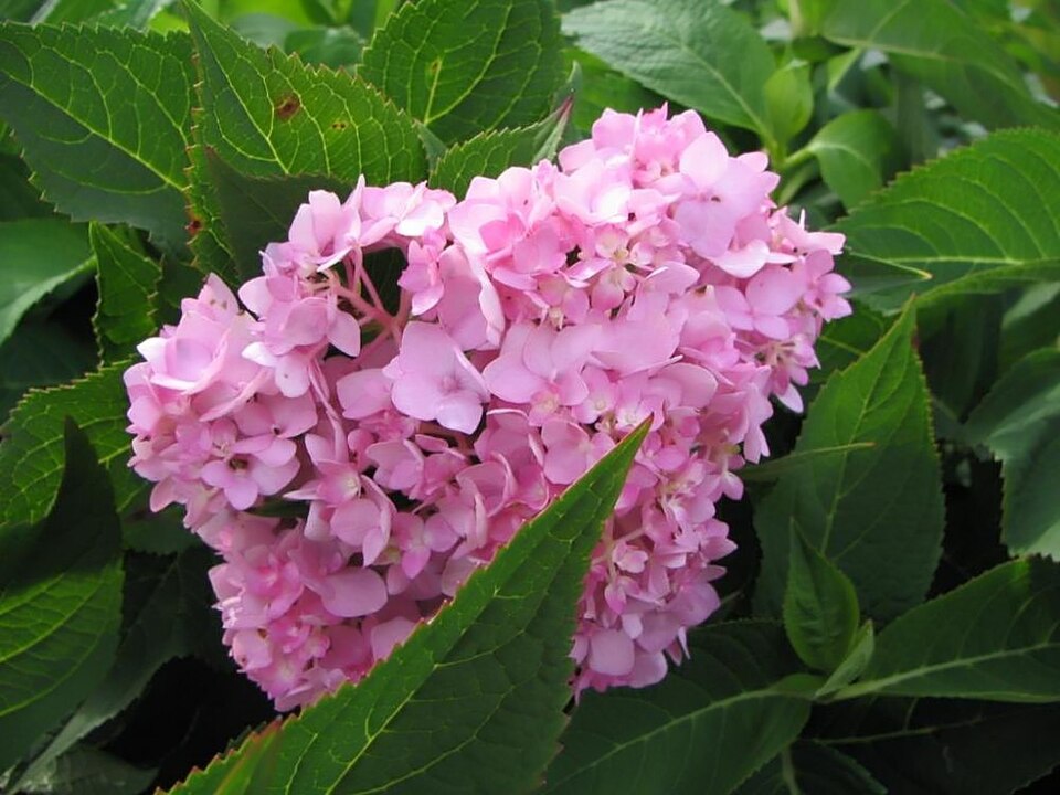 Hydrangea macrophylla 'Nikko Blue' (Nikko Blue Hydrangea) (alternate view 4)