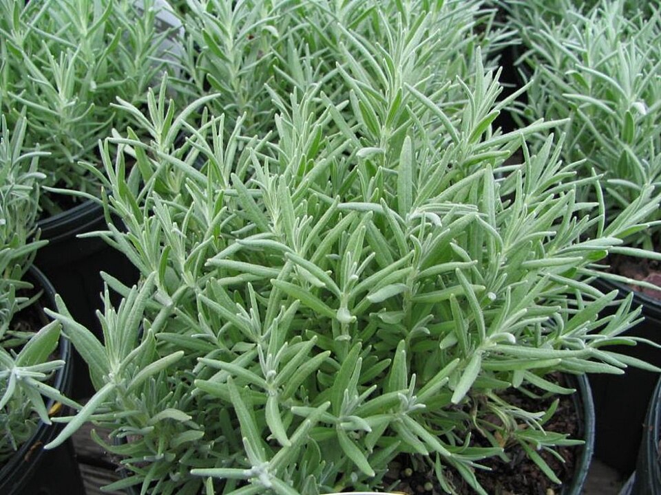 Lavandula angustifolia 'Munstead' (Munstead Lavender) (alternate view 2)