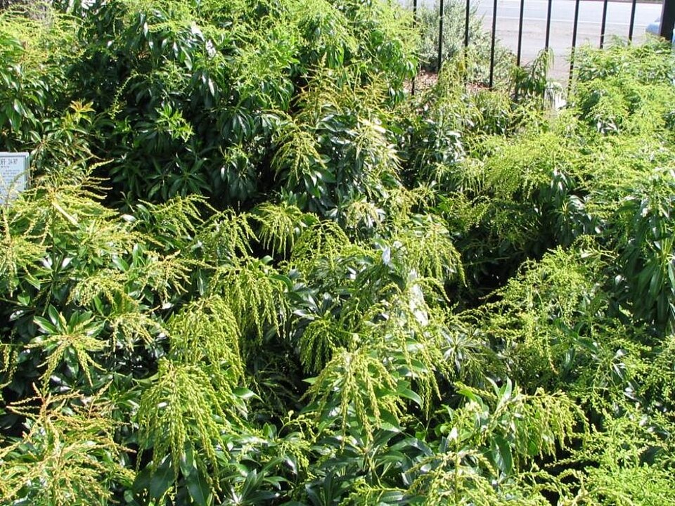 Pieris japonica 'Dorothy Wyckoff' (Dorothy Wyckoff Pieris)