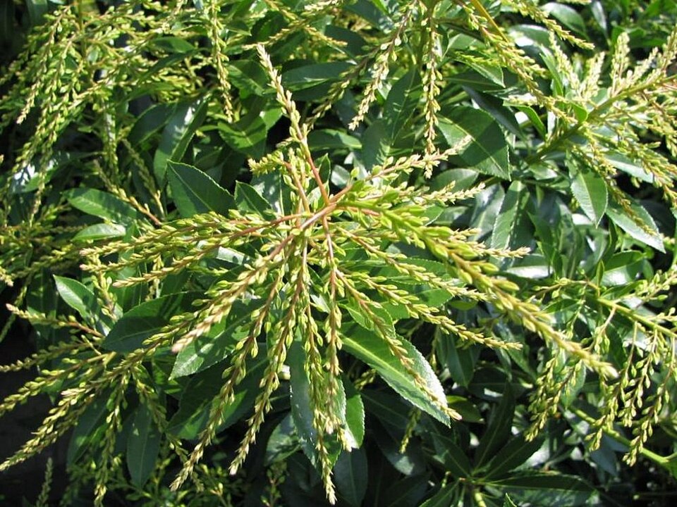 Pieris japonica 'Dorothy Wyckoff' (Dorothy Wyckoff Pieris) (alternate view 2)