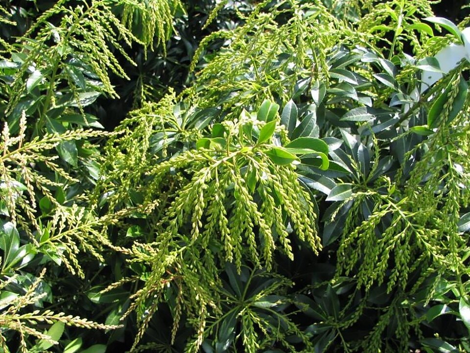 Pieris japonica 'Dorothy Wyckoff' (Dorothy Wyckoff Pieris) (alternate view 3)