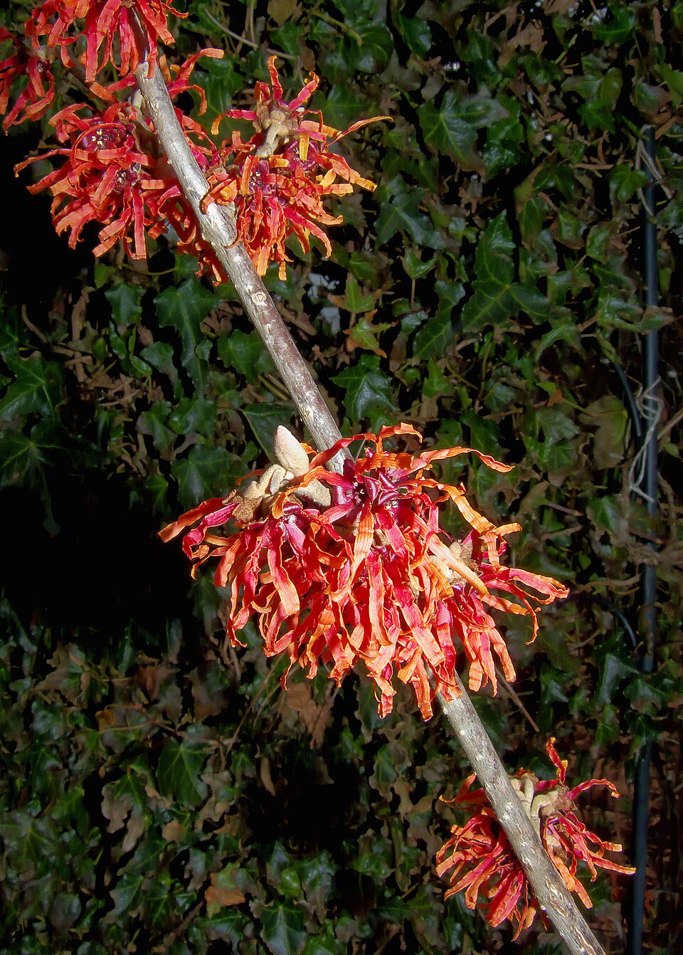 Hamamelis × intermedia 'Diane' (Diane Witch Hazel) (alternate view 5)