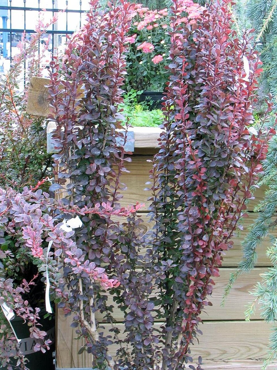 Berberis thunbergii f. 'Helmond Pillar' (Helmond Pillar Barberry)