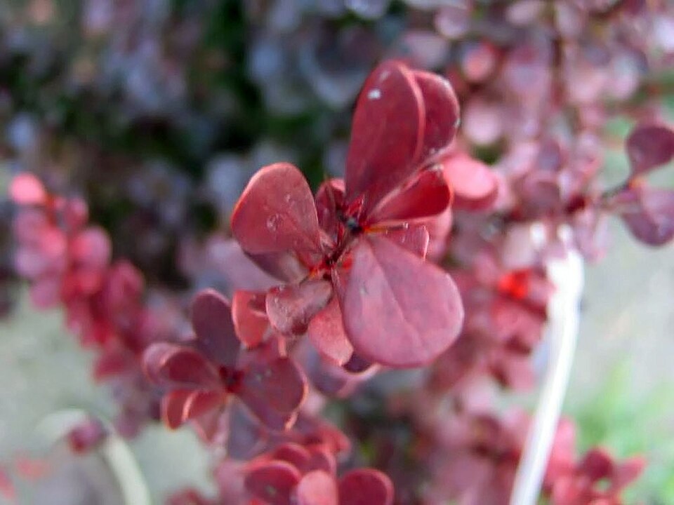 Berberis thunbergii f. 'Helmond Pillar' (Helmond Pillar Barberry) (alternate view 2)