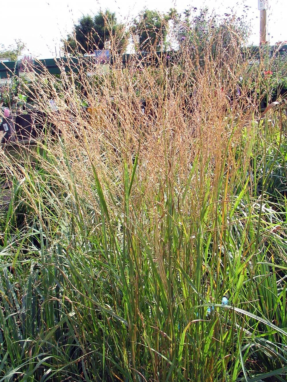Calamagrostis acutiflora, Feather reed grass — clumping deciduous (Poaceae) (image 6 of 10)