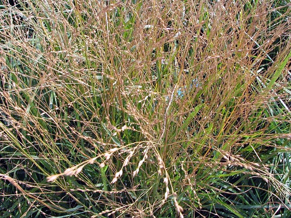 Calamagrostis acutiflora, Feather reed grass — clumping deciduous (Poaceae) (image 7 of 10)