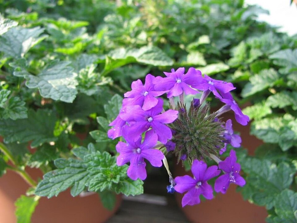 Verbena canadensis 'Homestead Purple' (Verbena Purple Homestead)