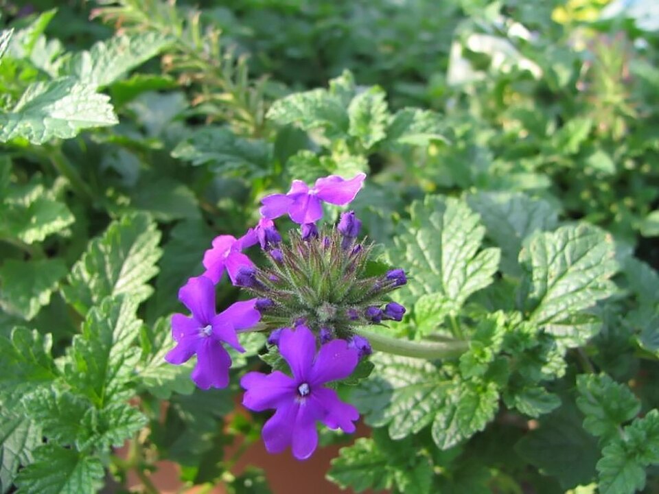 Verbena canadensis 'Homestead Purple' (Verbena Purple Homestead) (alternate view 2)