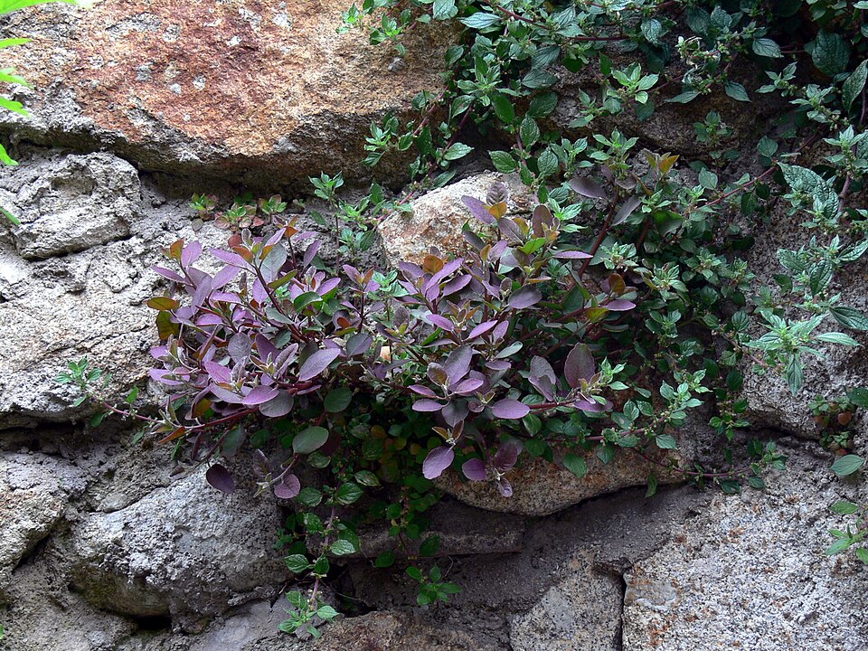 Parietaria judaica (pellitory-of-the-wall)