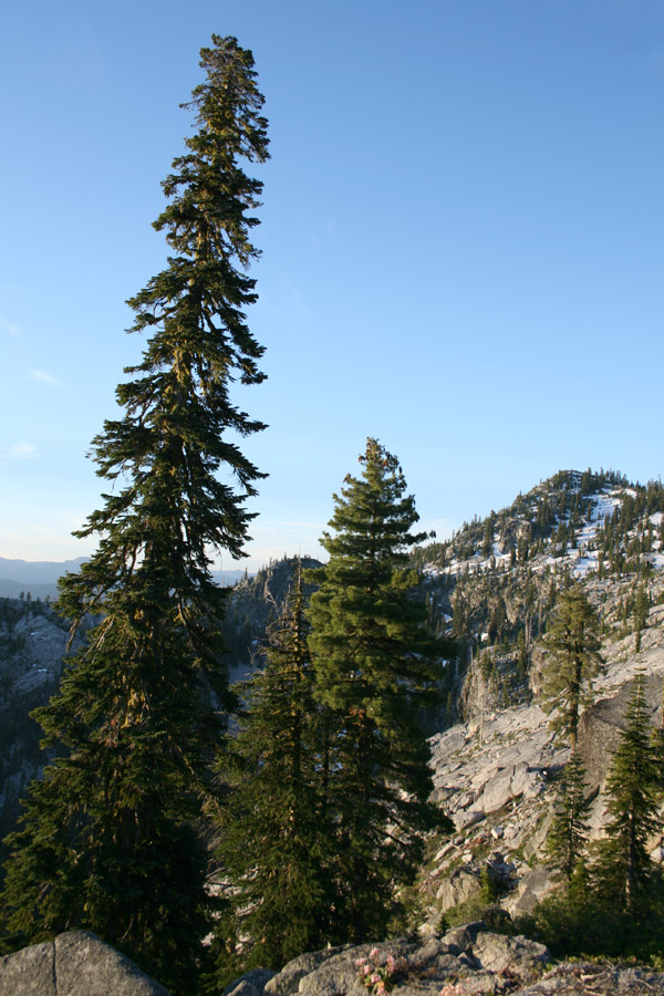 Abies amabilis (Pacific Silver Fir) (alternate view 8)