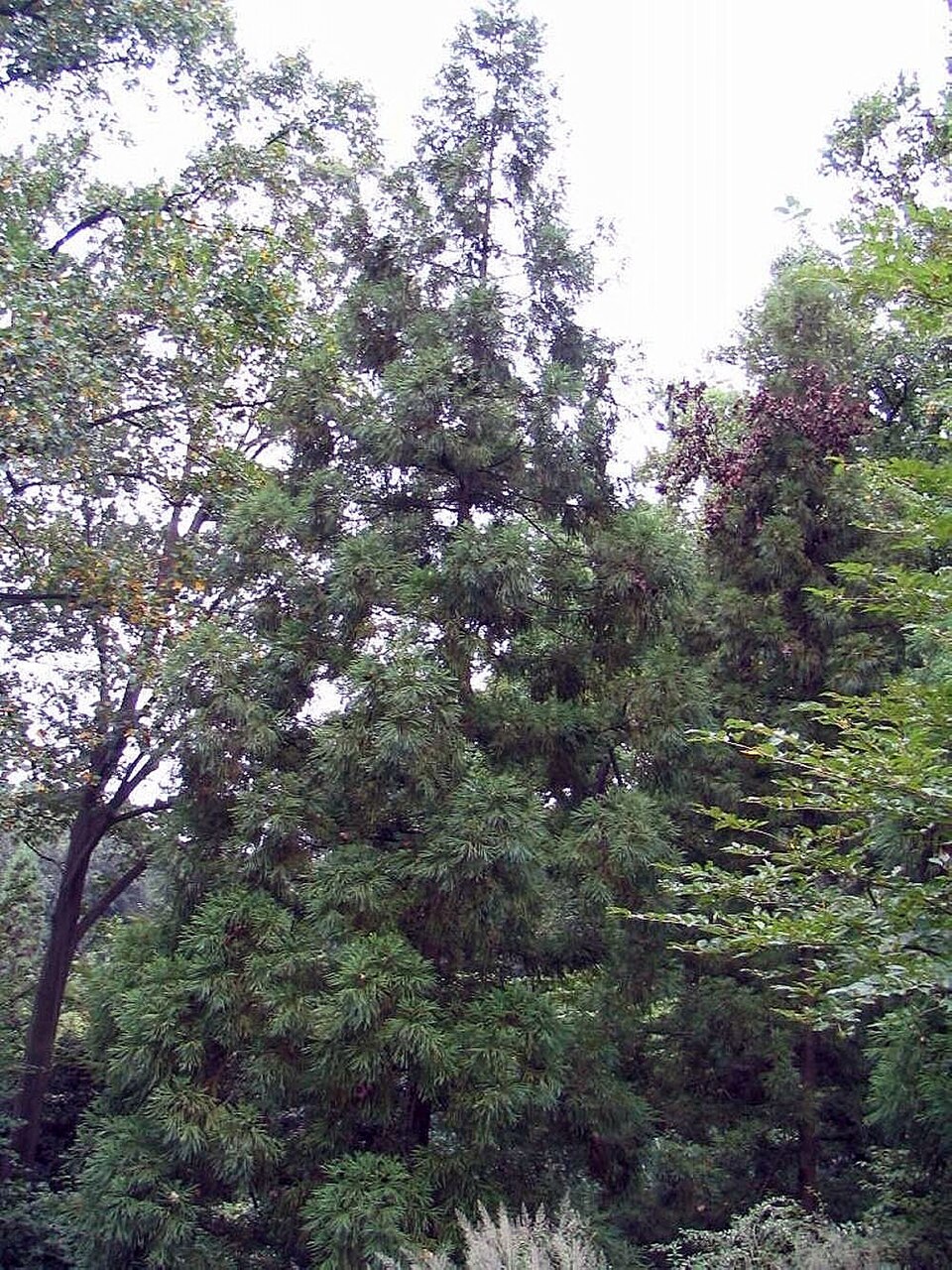 Cryptomeria japonica 'Yoshino' (Yoshino Japanese Cedar) (alternate view 4)
