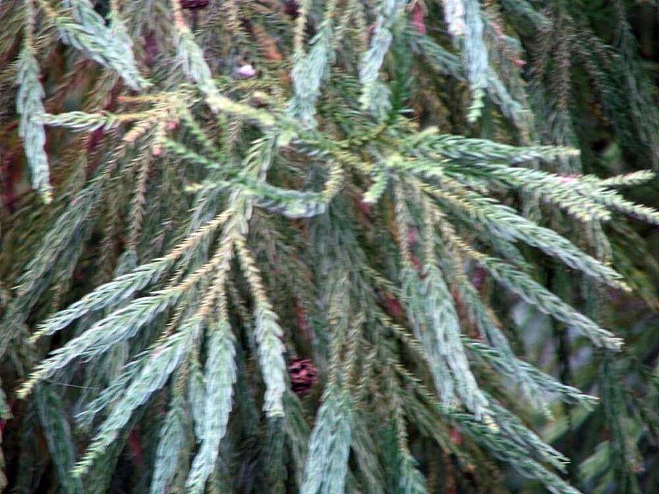 Cryptomeria japonica 'Yoshino' (Yoshino Japanese Cedar) (alternate view 5)