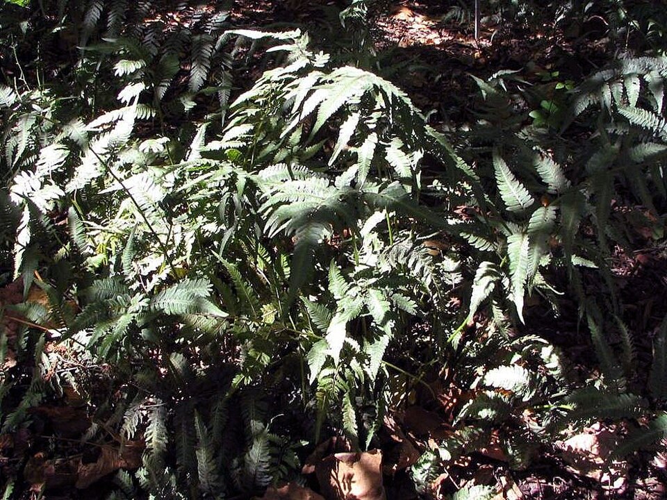 Athyrium niponicum 'Pictum' (Japanese Painted Fern) (alternate view 3)