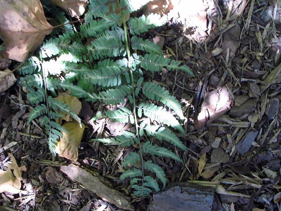 Athyrium niponicum 'Pictum' (Japanese Painted Fern) (alternate view 4)