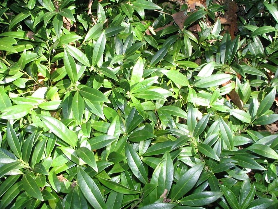 Sarcococca hookeriana var. humilis (low sarcococca) (alternate view 3)