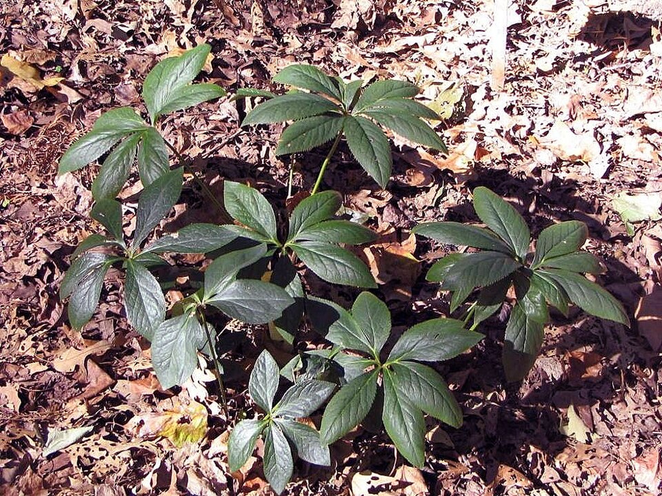 Cornus macrophylla (Large-leaved Dogwood)