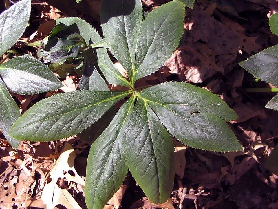 Cornus macrophylla (Large-leaved Dogwood)