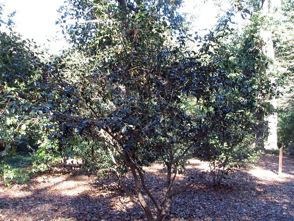 Camellia oleifera, Tea oil camellia — upright evergreen (Theaceae) (image 2 of 10)
