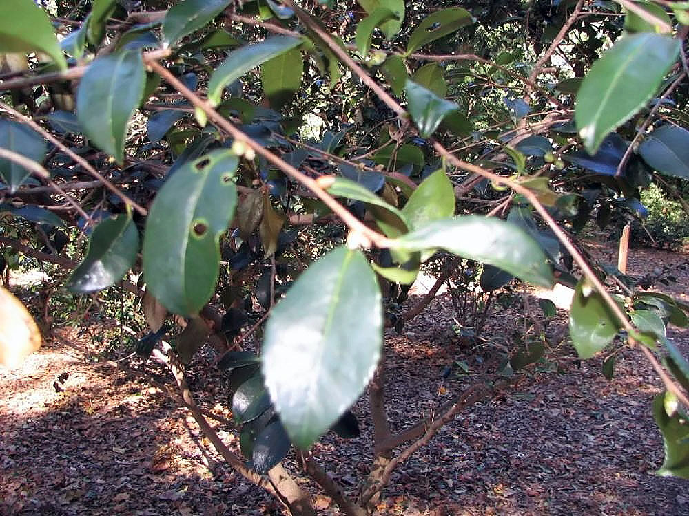 Camellia oleifera, Tea oil camellia — upright evergreen (Theaceae) (image 3 of 10)