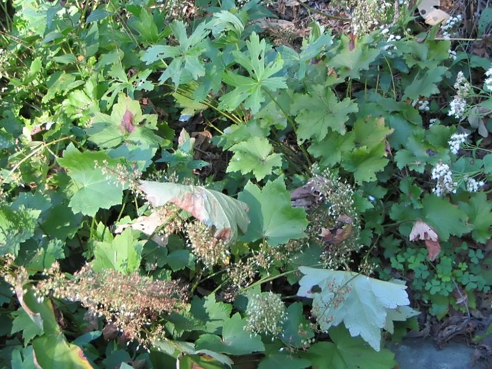 Heuchera villosa, Hairy alumroot — mounding semi-evergreen (Saxifragaceae) (image 10 of 10)