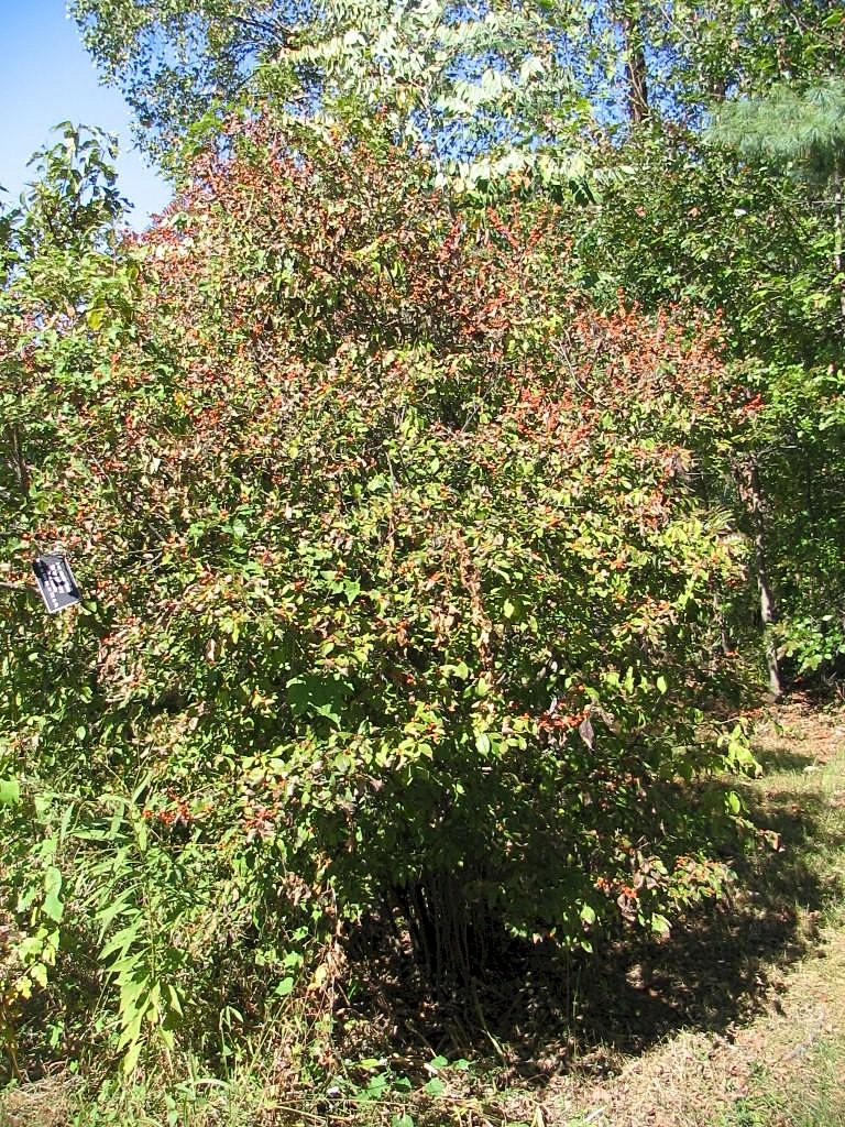 Ilex verticillata (common winterberry) (alternate view 8)