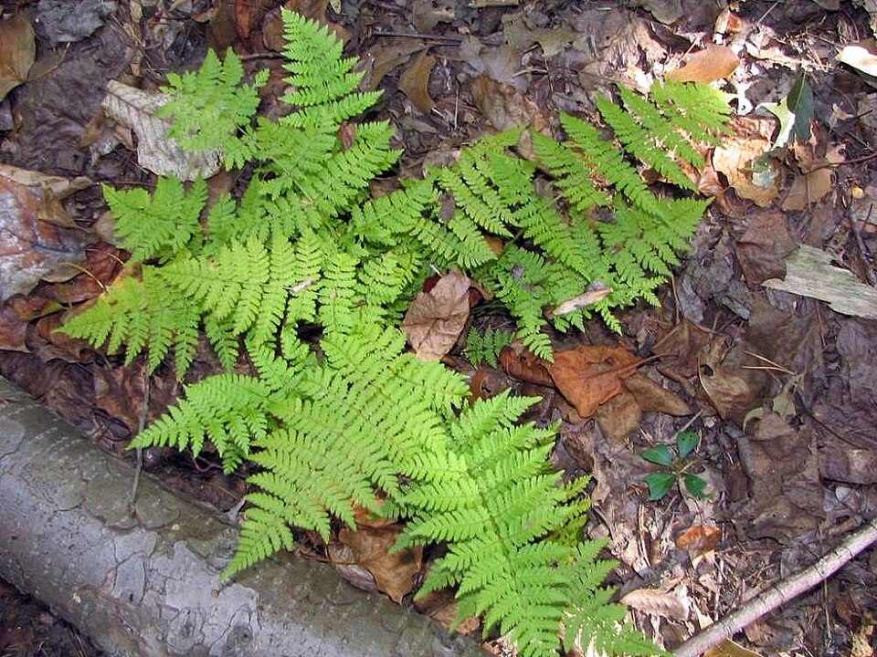 Dryopteris intermedia (intermediate wood fern)