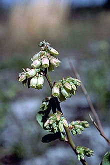 Vaccinium pallidum (Early Lowbush Blueberry) (alternate view 8)