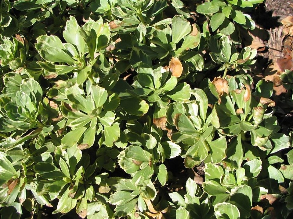 Pachysandra terminalis 'Variegata' (Variegated Japanese spurge) (alternate view 5)