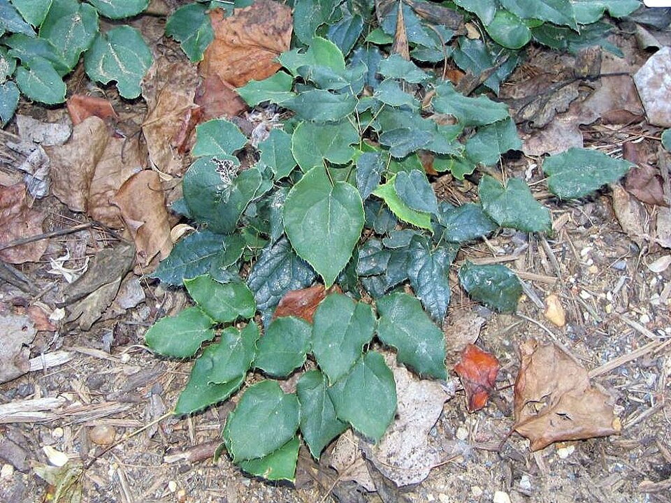 Epimedium acuminatum (Pointed-leaved Barrenwort) (alternate view 6)
