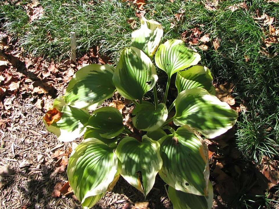 Hosta × 'Liberty' (Liberty Hosta) (alternate view 2)